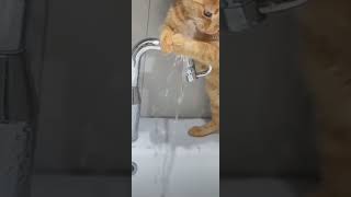 Drinking water 💦💦  #shorts #shortvideo #shortfeed #cat #catlover #pets #animals #petlover #cute