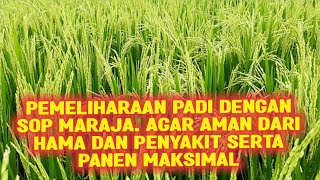 PEMELIHARAAN PADI DENGAN SOP MARAJA AGAR AMAN DARI HAMA DAN PENYAKIT SERTA PANEN MAKSIMAL