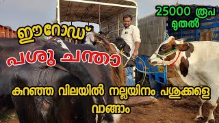 Erode cattle cow market|ഉറപ്പോടെ പശുക്കൾ വാങ്ങാ|tamil nadu cow market malayalam|COW MARKET IN Erode