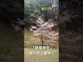 【掛川市】山之内一豊が雨乞いした神社⛩【雨櫻神社】