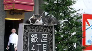 銀座4丁目の猫