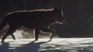 Montana wolf harvest quota set, changes to hunting by Yellowstone