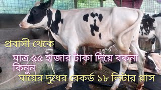 অল্প বাজেটে বকনা কিনুন প্রবাসীর খামার থেকে ৫৫ হাজার টাকা পিস করে