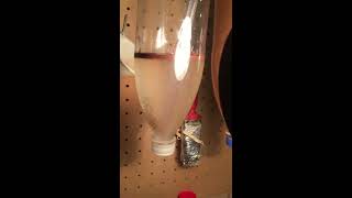 Baby Brine Shrimp hatching filtering feeding 2/4