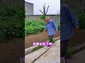 一月份这6种蔬菜可以育苗了别错最佳育苗时间 农业种植 蔬菜种植 蔬菜育苗 种植小技巧 家庭种菜