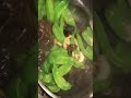 easy shrimp snow pea鲜虾炒青豆takes 15 minutes to make it homemade food cooking shorts short