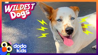 The Funniest, Wildest Dogs We Met This Year! | Animal Videos | Dodo Kids