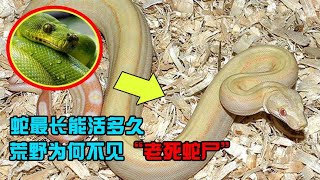 蛇有没有可能修炼化蟒？蛇最长能活多久？为何荒野不见老死的蛇？