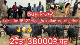 February 10, 2025 📞+91 70877 88539☎️ #ਤਾਜੀਆ_ਸੂਈਆ ਵੱਡੀਆਂ ਮੱਝਾ #topquality #murrhabuffalo #hfcow #sale