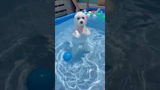 癖強すぎ！斬新な泳ぎ方を見つけた愛犬 #shorts #ショート動画