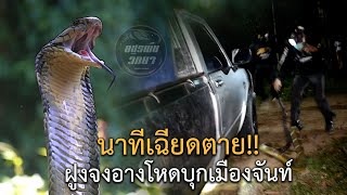 นาทีเฉียดตาย!!ฝูงจงอางโหดบุกเมืองจันท์ อสรพิษวิทยา EP.182