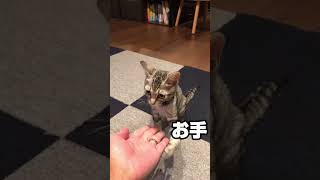 芸を仕込もうとするが… #shorts  #子猫 #ねこ