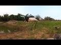 jabbering jabiru storks a sight to behold as they fish and socialize