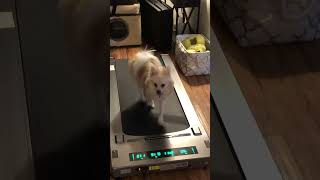 RHYTHM FUN Treadmill Under Desk Treadmill Folding Portable Walking Treadmill, Good for me and my pup