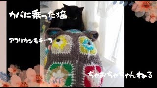 カバに乗った猫　アフリカンフラワーモチーフで作るカバ