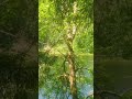 amazing vertical forest scenery – 4k relaxing video for iphones u0026 ipads with calm nature sounds