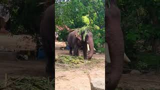 കാട്ടാനെ കല്യാണം വിളിച്ച് ഒരു ആന പ്രേമി #elephant #love #shortvideo 🤣🤣