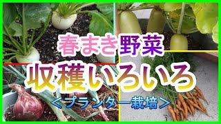 [菜園日記]春まき野菜の収穫色々（6月）【小かぶ】【大根（三太郎／耐病総太り）】【赤玉ねぎ】【ミニキャロット】