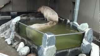 いしかわ動物園のカピパラ湯-Capybara contained in the bath of the Zoo