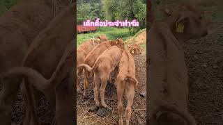 ลูกวัวสุดดื้อ #การเลี้ยงวัวขุน #ฟาร์มวัวขุนในเกาหลีใต้ #farming #วัวฮันอู #한우