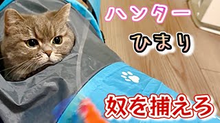 トンネルに隠れてる猫を大好きなカシャブンで誘ったら激しすぎたｗ