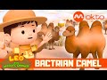 What is the Bactrian Camel?! 🐪 | Leo the Wildlife Ranger Spinoff S5E07 | @mediacorpokto