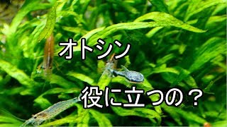 【水槽186】陰性メインのコリ水槽⑤オトシン役に立つの？