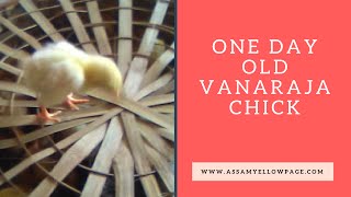 One Day Old Vanaraja Chick, Introduction of Vanaraja Chicken Farming