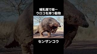 センザンコウと言う生き物が可愛すぎる　VOICEVOX:ずんだもん #動物#雑学#生態#ぱいせんチースチース#ドクターみそに