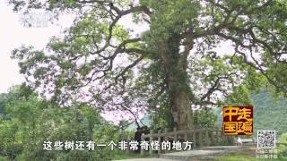 多彩贵州系列片（15） 打凼人养生有道   【走遍中国 20150815】720P