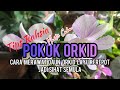 Tips MUDAH Merawat Orkid/Anggerik Layu dan Kecut Jadi SIHAT Semula