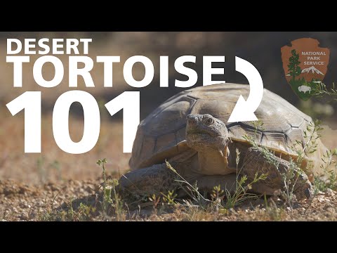 Are desert tortoises herbivores?