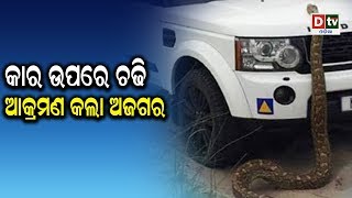 କାର ଉପରେ ଚଢି ଆକ୍ରମଣ କଲା ଅଜଗର | Odia news live updates #dtvodia