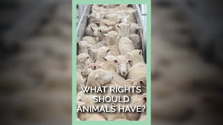 What Rights Should Animals Have? #shorts