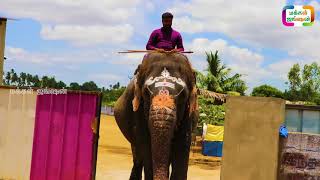 RAHMAN RIDE ON ELEPHANT || இது யாருடைய யானை ? || Meenakshi Elephant || தாஜ்பாயின் மீனாட்சி யானை