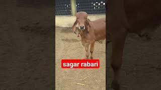 gir bull ❤️#trending #sagarrabari #viral #video #cow #gir #bull #dayro #shorts