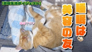 【11/10】夜寒くなると暖房部屋に集まる農家ネコたち🐈‍⬛🐈【農園生活ダイジェスト】