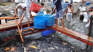 BUDIDAYA IKAN NILA UNTUK PEMULA, UNTUNG 6,5 JUTA SEKALI PANEN !!