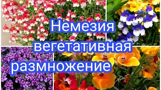 НЕМЕЗИЯ ВЕГЕТАТИВНАЯ ЧЕРЕНКОВАНИЕ И УКОРЕНЕНИЕ 💐