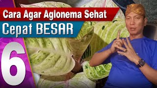 6 CARA AGAR AGLONEMA CEPAT BESAR DAN SEHAT