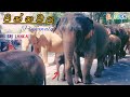 පින්නවල 😊😊 Pinnawala Elephant Orphanage Vlog Sri Lanka - Bandifull.#pinnawala.