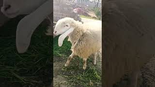 sheep dance#shortsvideo