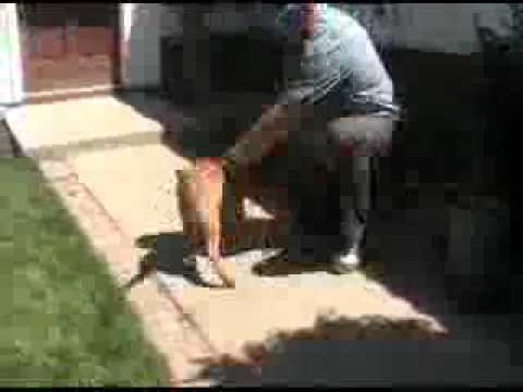 Selecting a High Drive Puppy Selecting a High Drive Puppy