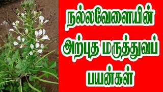 நல்லவேளை மூலிகை மருத்துவ பயன் | Gynandropsis pentaphylla | Siddha Marunthuvam | Natural Medicine