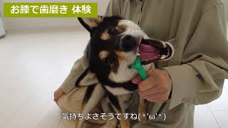 【お膝で歯磨き体験】豆柴と暮らす幸せを体験できる犬カフェ oneroom