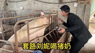 老公为扳回一局 去猪场挤来猪奶 套路媳妇喝猪奶   结局不忍直视