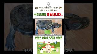 테라핀이 이걸 좋아하는 데는 다 이유가 있습니다!