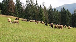 Nachhaltige Ziegen und Schaffleisch produktion Documentary