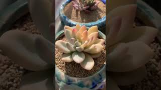 奥普琳娜锦 多肉植物 succulents