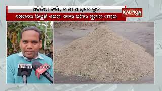 Odisha farmers distressed as unseasonal rain causes severe crop damage || KalingaTV